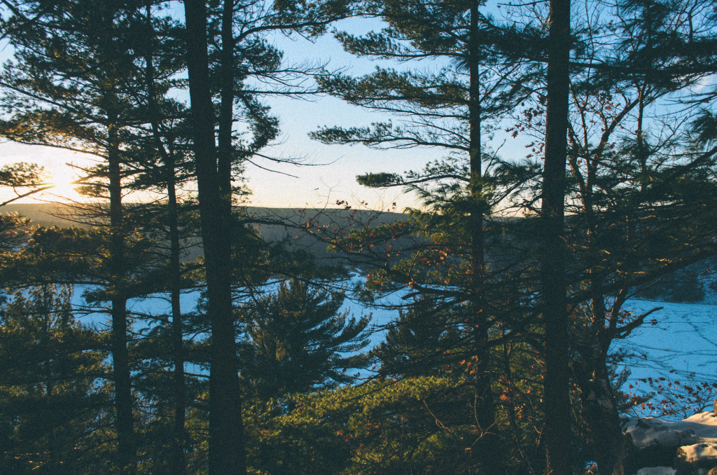 sunset trees