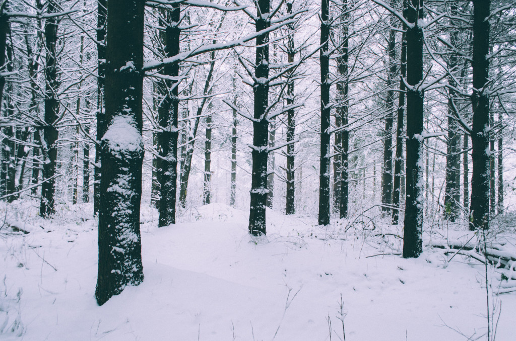 pine-tree-forest-in-winter-madison-wi