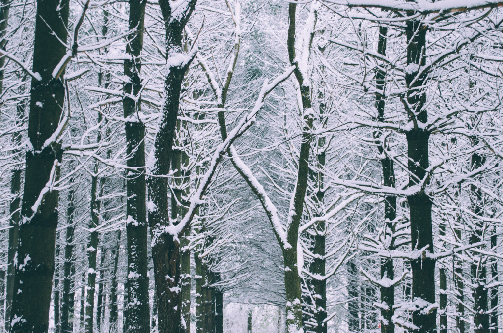 snow-covered-pine-trees