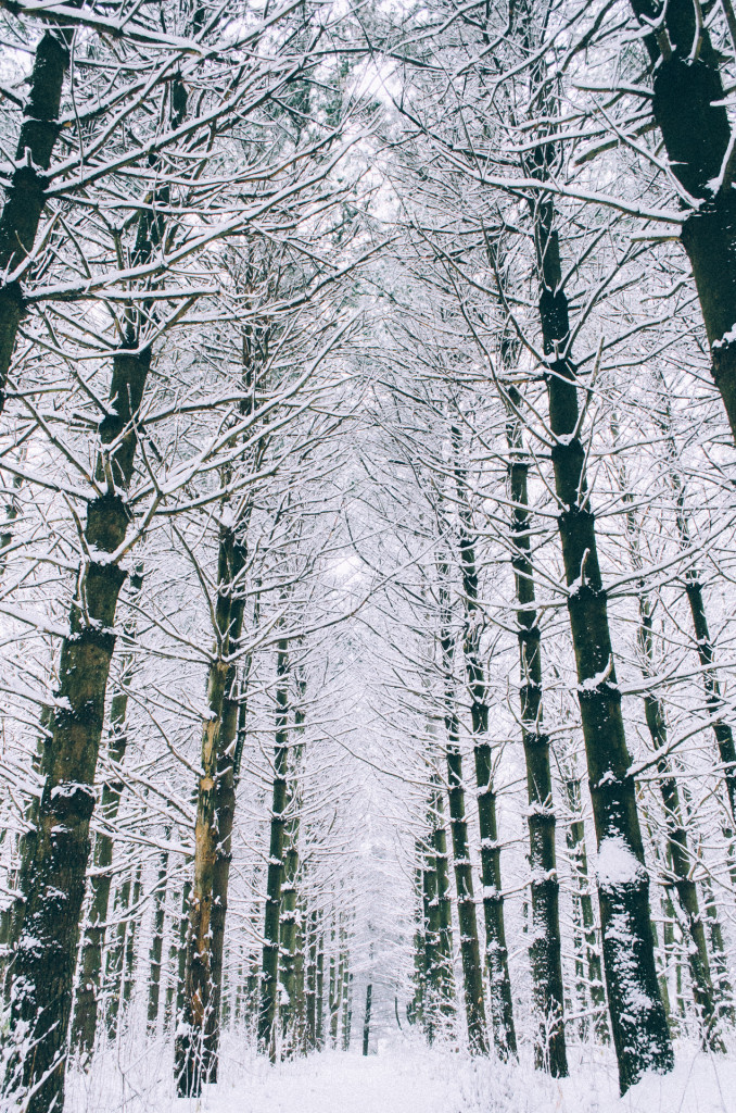 tall-pine-trees-in-winter
