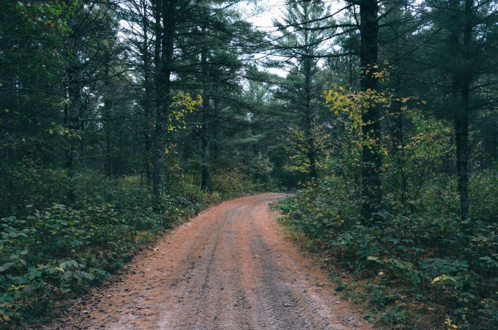 forest road at black river state forest